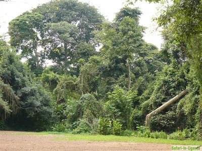 Minister calls for better use of forests.