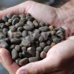 Activists Want Seed Law Reviewed.