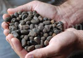 Activists Want Seed Law Reviewed.