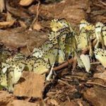 Civil society demands referendum on Mabira Forest giveaway