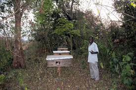 Growing crops, keeping bees and planting trees is how they benefit from the discovery of oil
