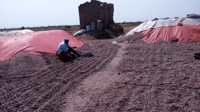 Environmental Experts rush to woe Cultural custodians to restore Uganda’s Lake Albert.