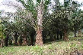 Palm Oil is Killing Fish