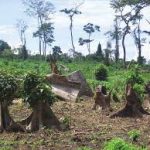 Proposed strategy and methodology for Independent Forest Monitoring in Uganda out.