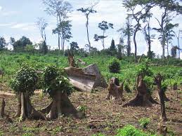 Proposed strategy and methodology for Independent Forest Monitoring in Uganda out.