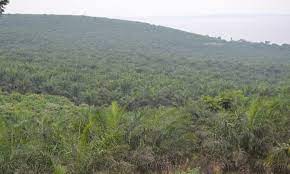 Ugandan farmers take on palm oil giants over land grab claims.