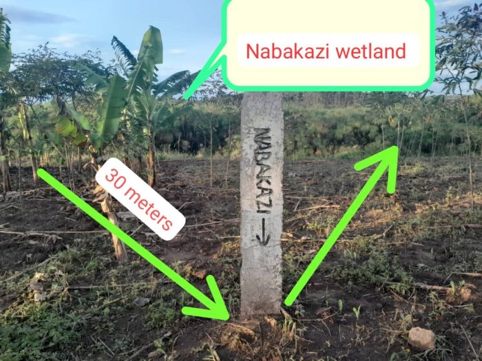 THE JOURNEY OF RESTORING DEGRADED NABAKAZI WETLAND IN MUBENDE DISTRICT